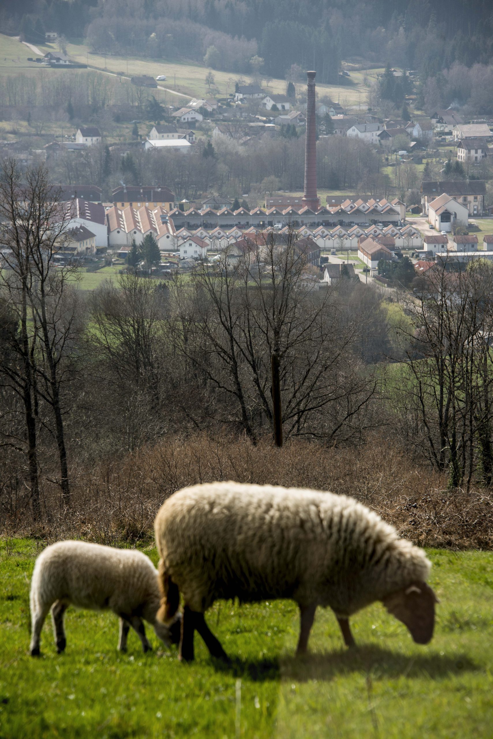 Moutons dans une prairie avec une vallée vosgienne en arrière-plan
